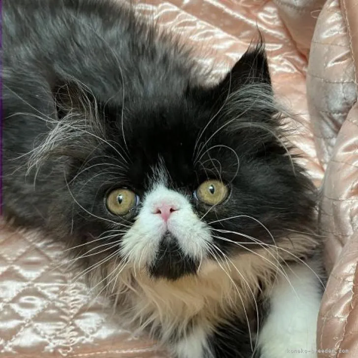 ID：2205-03044の子猫
