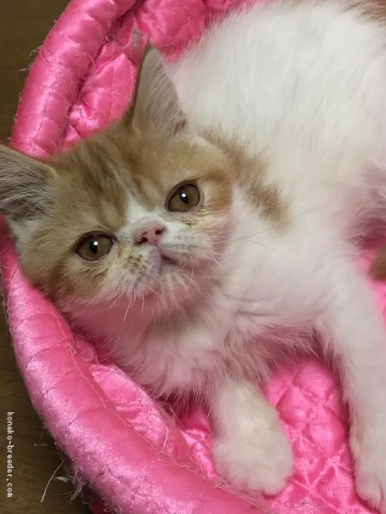 ID:2012-01147の子猫