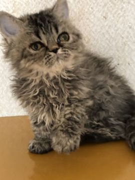 セルカークレックス【埼玉県・女の子・2019年5月13日・ブラウンマッカレルタビー（巻毛）】の写真「巻毛ちゃん」