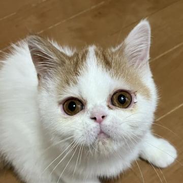 エキゾチックショートヘア【埼玉県・男の子・2022年3月24日・レッド&ホワイト】の写真「瞳がまん丸な子」