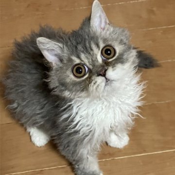 セルカークレックス【埼玉県・男の子・2022年11月6日・ブルー&ホワイト（巻毛の男の子）】の写真「甘えん坊の寂しがりさん！」