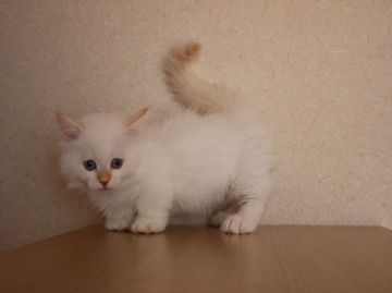 マンチカン【埼玉県・男の子・2016年7月6日・レッド&ホワイト】の写真「ホワイトがメインの短足くん！」