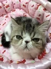 エキゾチックショートヘア【埼玉県・男の子・2021年3月24日・ブラウンタビー&ホワイト】の写真2