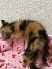 エキゾチックショートヘア【埼玉県・女の子・2020年4月29日・キャリコ】の写真5