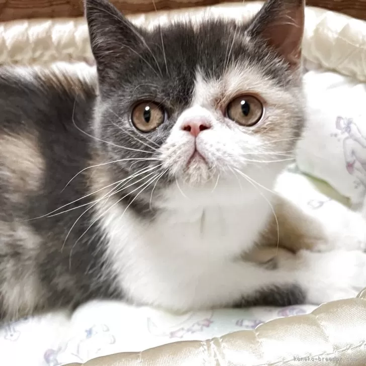 ID：2507-01246の子猫