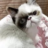 エキゾチックショートヘア