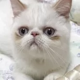 エキゾチックショートヘア