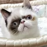 エキゾチックショートヘア