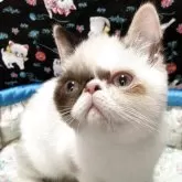 エキゾチックショートヘア
