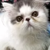 エキゾチックショートヘア