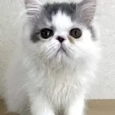 エキゾチックショートヘア