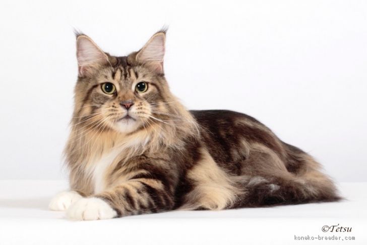 三浦　真理(みうら　まり)ブリーダー(静岡県・メインクーン・CFA/TICA登録)の紹介写真1