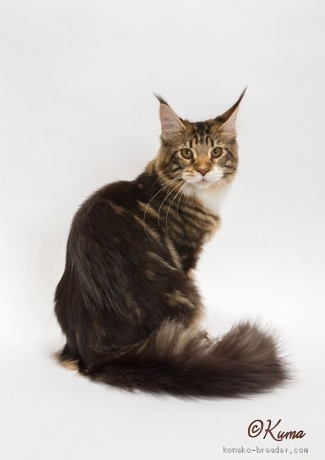 三浦　真理(みうら　まり)ブリーダー(静岡県・メインクーン・CFA/TICA登録)の紹介写真2