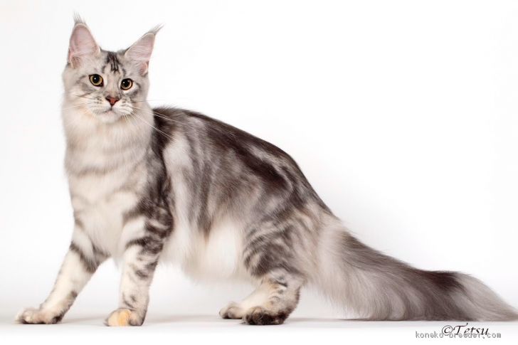 三浦　真理(みうら　まり)ブリーダー(静岡県・メインクーン・CFA/TICA登録)の紹介写真3