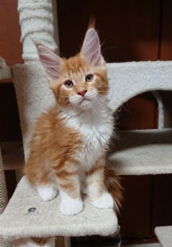 メインクーン【静岡県・男の子・2020年5月15日・レッドクラシックタビー&ホワイト】の写真「平和主義なおっとりさん」