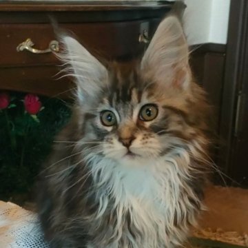 メインクーン【静岡県・女の子・2022年12月15日・シルバークラシックタビー&ホワイト（ホワホワ）】の写真「とっても元気なお転婆さんです☺️」