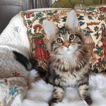 メインクーン【静岡県・女の子・2023年11月30日・ブラウンクラシックタビー（子猫らしくホワホワです）】の写真「お耳の大きな可愛い女の子😍」