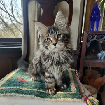 メインクーン【静岡県・男の子・2023年11月30日・ブラウンクラシックタビー】の写真「遊ぶの大好きな男の子です」