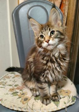 メインクーン【静岡県・男の子・2021年11月15日・ブラウンクラシックタビー】の写真「大きなお耳と素敵なリンクスティップ♥」