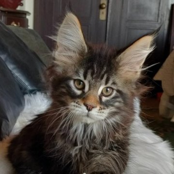 メインクーン【静岡県・男の子・2023年11月30日・ブラウンクラシックタビー】の写真「元気いっぱいな男の子です」