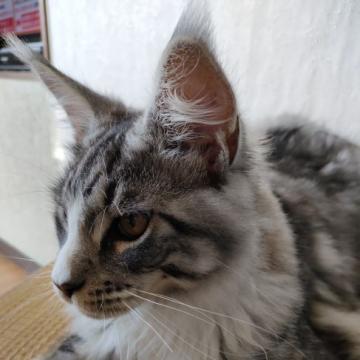 メインクーン【静岡県・男の子・2022年1月12日・シルバークラシックタビー&ホワイト】の写真「遊ぶの大好きな元気一杯な男の子」