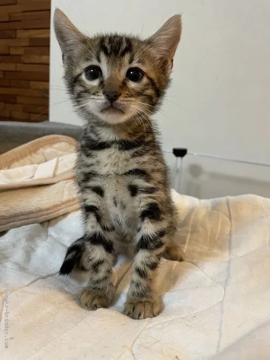 ID:2012-01453の子猫