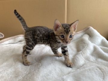 ベンガル【宮城県・男の子・2020年4月3日・ブラウンスポッテトタビー(ロゼット)（ブラウン）】の写真「元気いっぱいの男の子です」