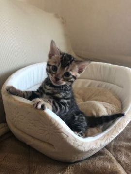 ベンガル【宮城県・男の子・2020年4月3日・ブラウンスポッテトタビー(ロゼット)】の写真「ビッグロゼットの男の子です」