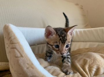 ベンガル【宮城県・男の子・2020年4月3日・ブラウンスポッテトタビー(ロゼット)】の写真「ロゼット大きめです」