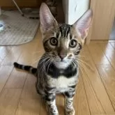 ベンガル【宮城県・男の子・2024年6月20日・ブラウンスポテッドタビー(ロゼット)】の写真1「凛々しい顔立ちになってきました」