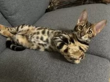 ベンガル【宮城県・男の子・2024年6月20日・ブラウンスポテッドタビー(ロゼット)】の写真3