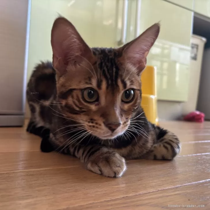 ID：2407-02749の子猫