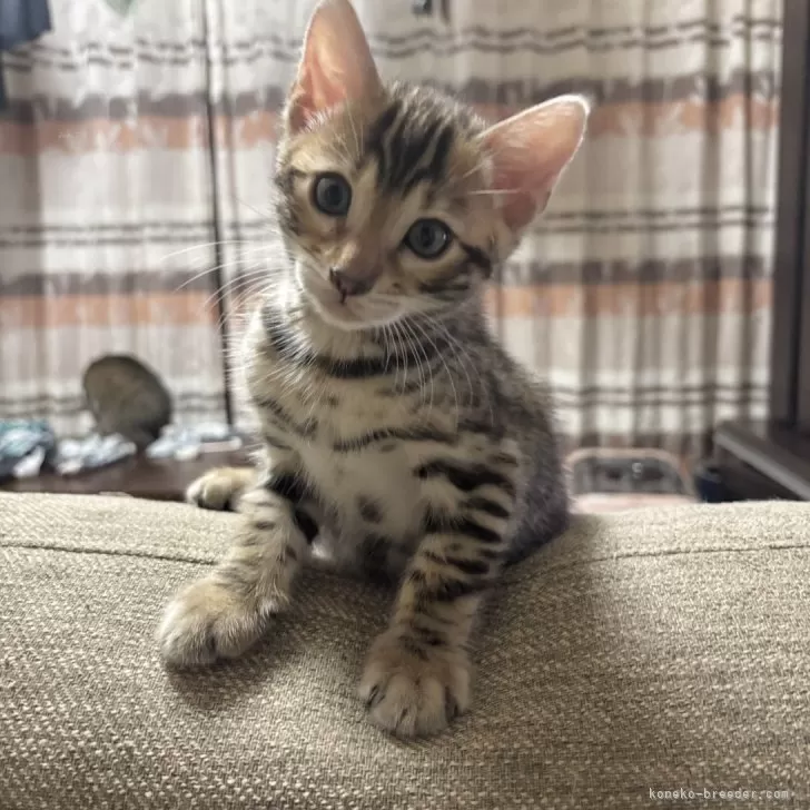 ID：2509-01148の子猫