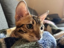 ベンガル