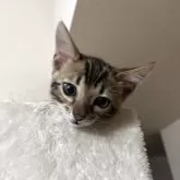 ベンガル