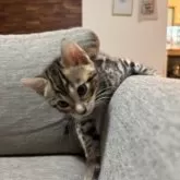 ベンガル【宮城県・男の子・2025年7月29日・ブラウンスポテッドタビー(ロゼット)】の写真5