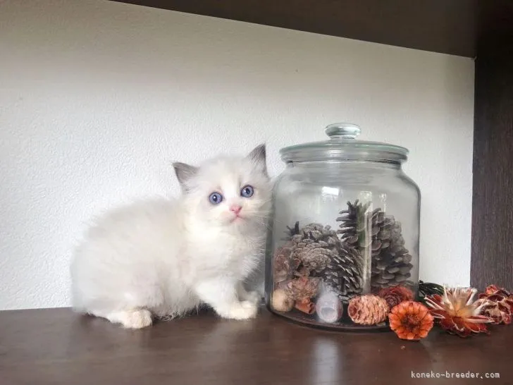 ID:2206-00138の子猫