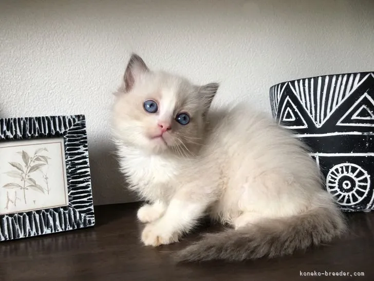 ID:2107-00342の子猫