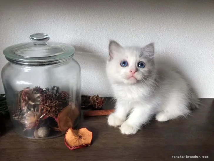 ID:2112-01112の子猫