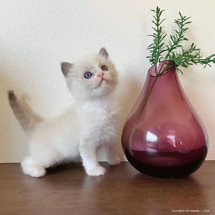 ID：2404-02819の子猫