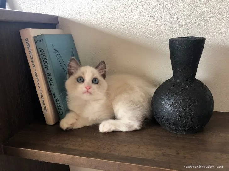 ID：2110-00524の子猫