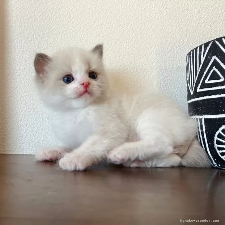ID:2403-01440の子猫