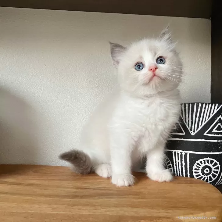 ID:2312-02159の子猫