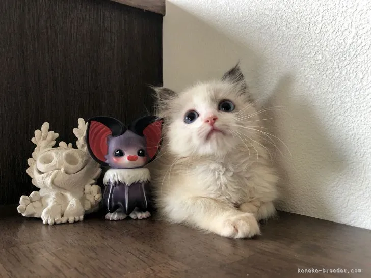 ID:2107-01971の子猫