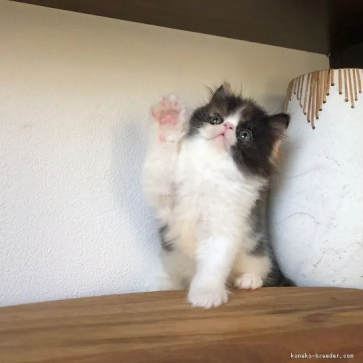 ID:2305-02475の子猫