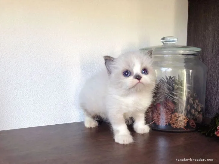 ID:2205-03517の子猫