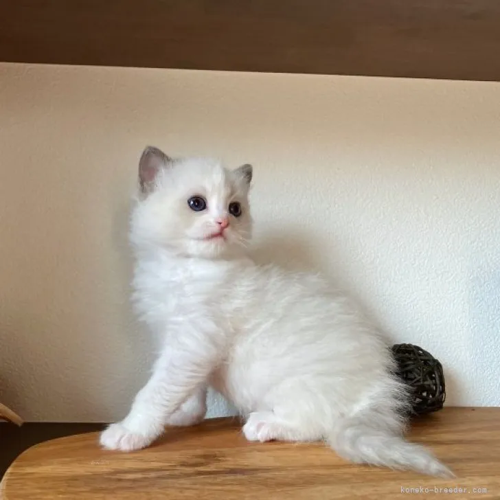 ID:2310-02640の子猫