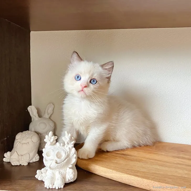 ID:2307-03353の子猫
