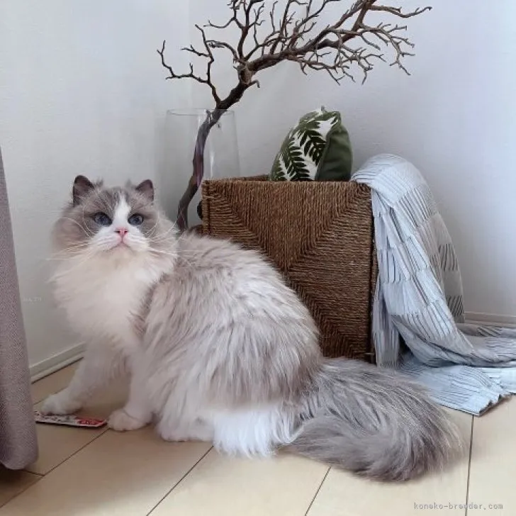 ID：2311-02038の子猫