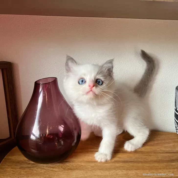 ID：2312-02006の子猫